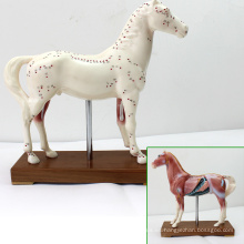 A03 (12003) Modelos anatómicos de la acupuntura del caballo del veterinario educativo 12003